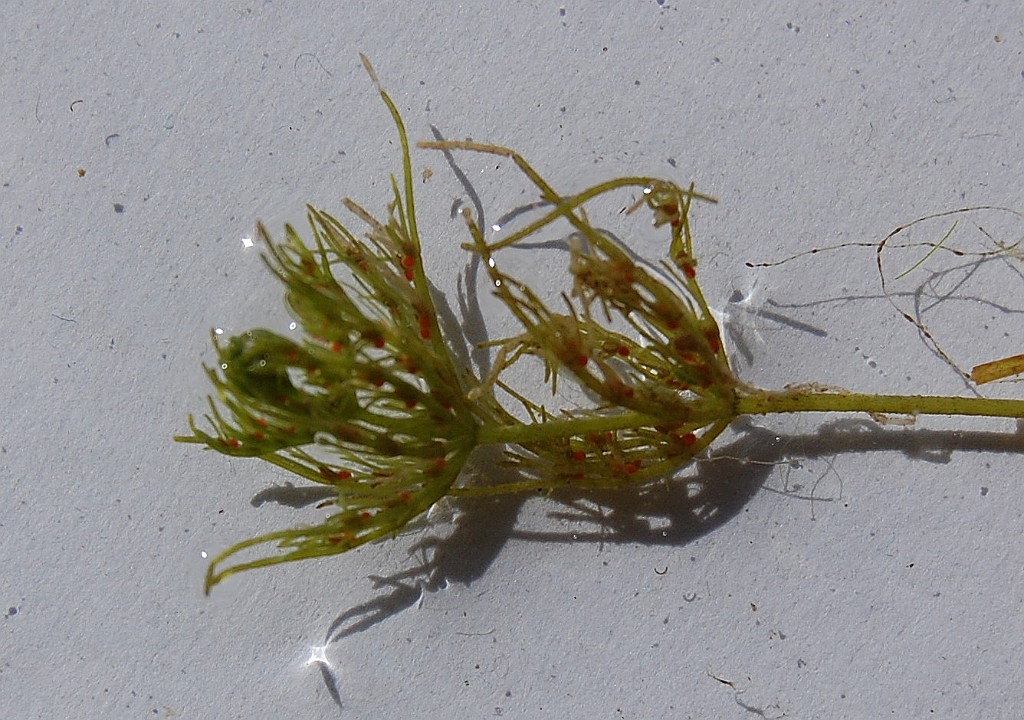 Kranswier [Ghara vulgaris] .JPG